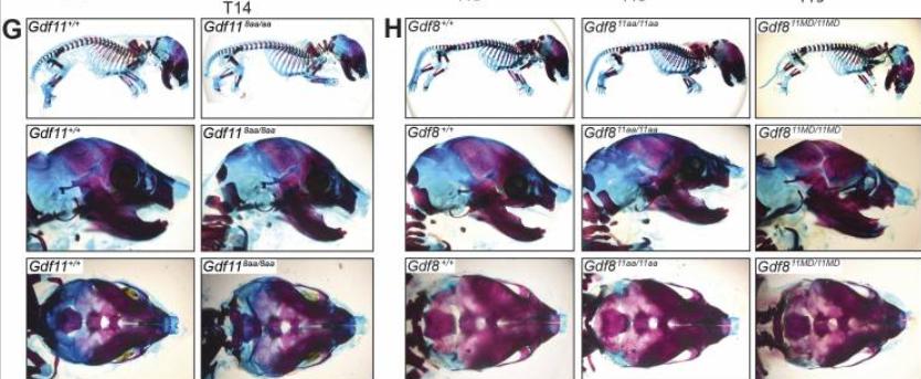 探究GDF11和GDF8氨基酸替代对骨骼发育相关信号通路的实用性研究