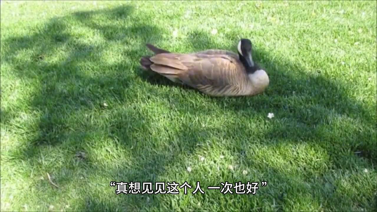 精彩段落航海王,精彩段落