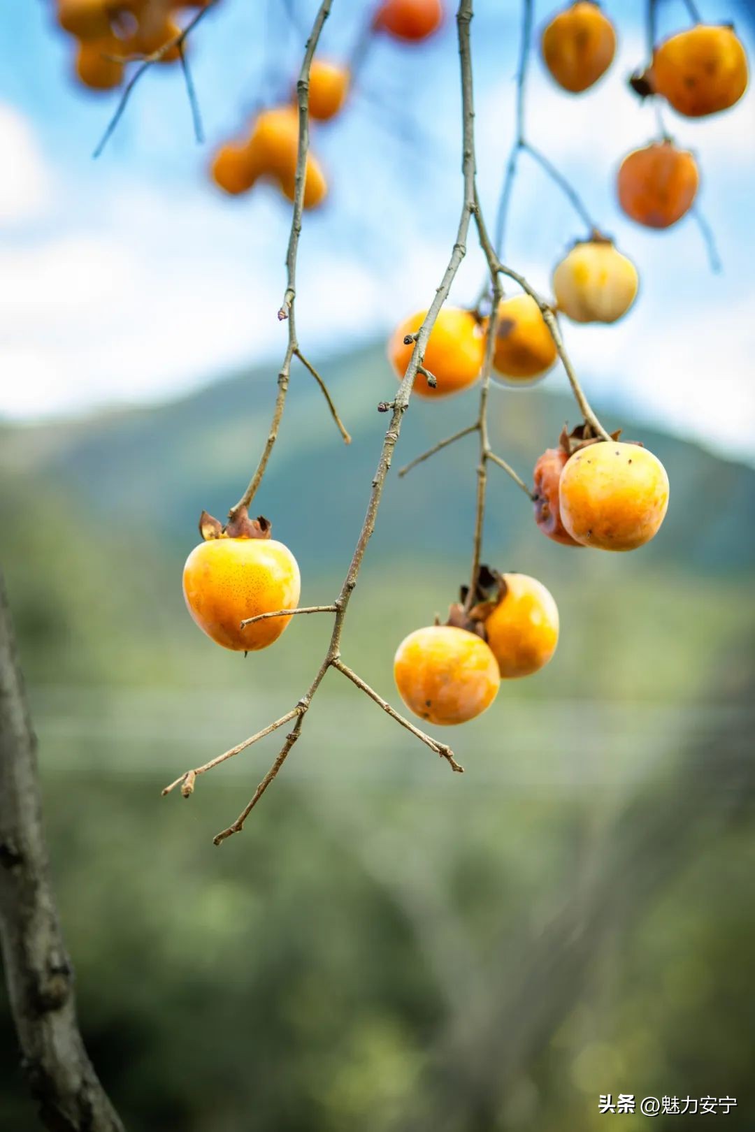 您有一份来自温泉的“柿柿如意”，请注意查收！