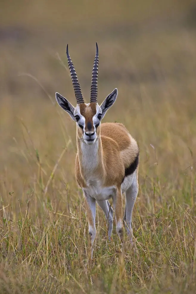 速度和力量的代表动物,速度与力量的完美结合