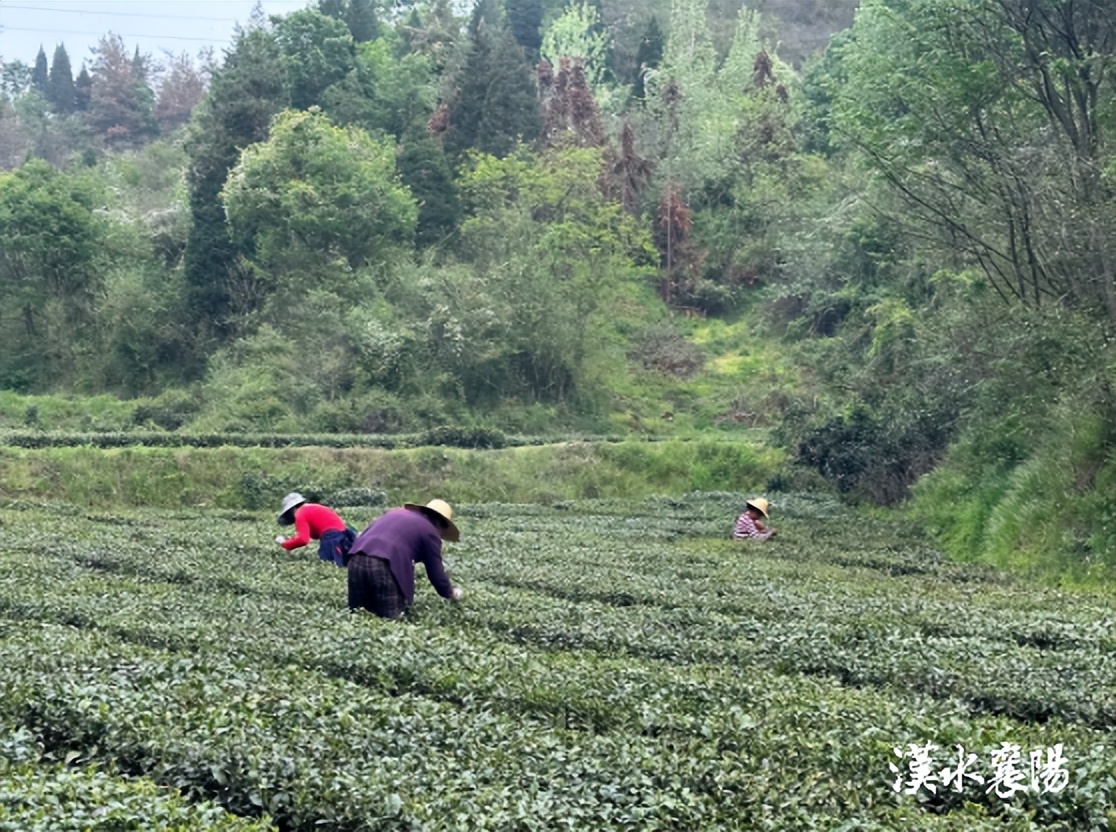 这杯“谷雨茶”，真香！