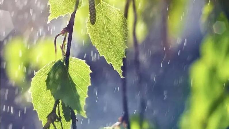 池塘倒藻是什么症状,池塘容易倒藻是什么原因