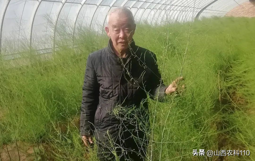 芦笋巧栽保高产,大棚芦笋高产栽培新技术