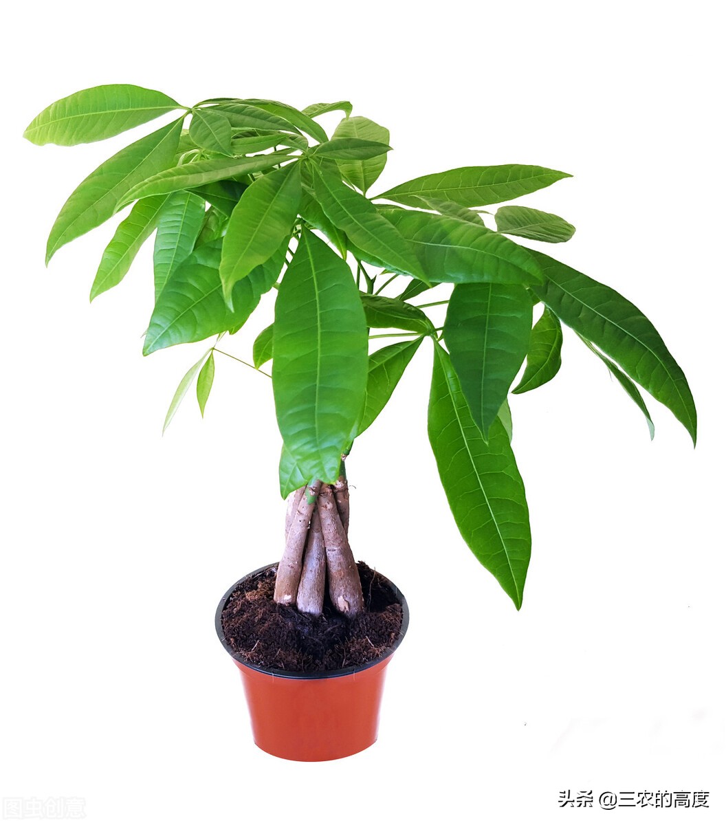 家门前种这6种树旺宅,门前种三种树旺宅招财