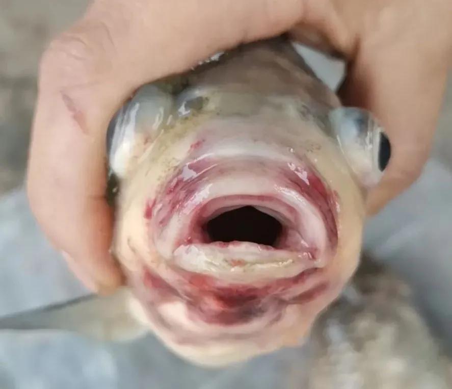 鱼类红嘴病图片,鱼烂嘴病的治疗方法