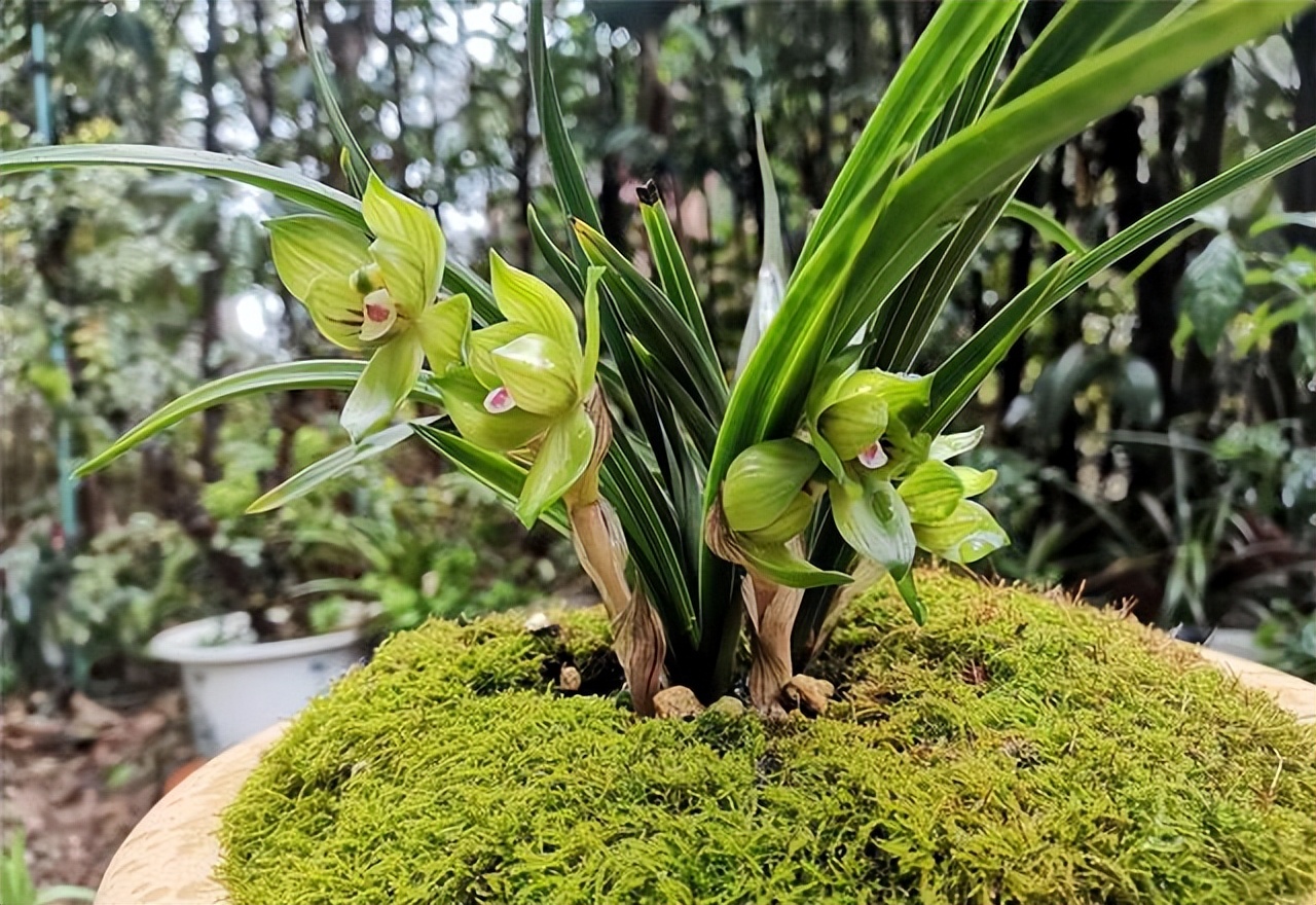 春兰皇后绿云引种苗图片,春兰皇后绿云来历