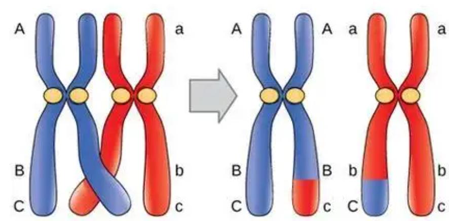 人类祖先留下来的遗传基因,人类性别决定与哪些基因有关