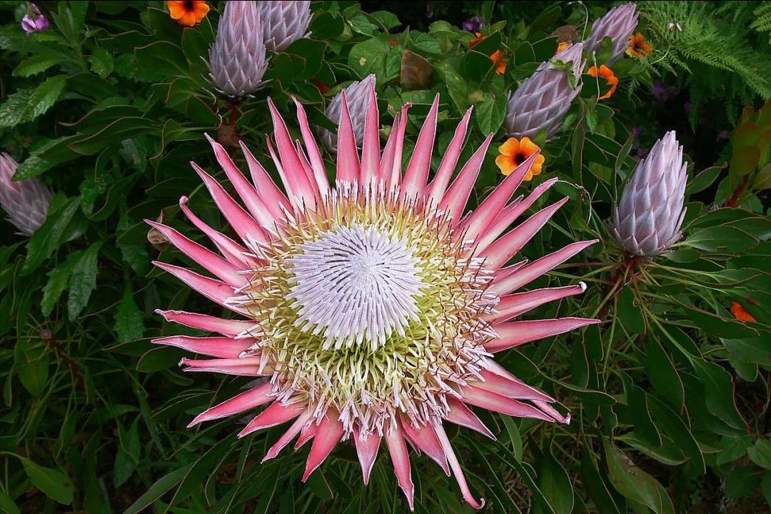 6种“昂贵花”，花钱不值得，纵使“美如仙”，十有八九养不活