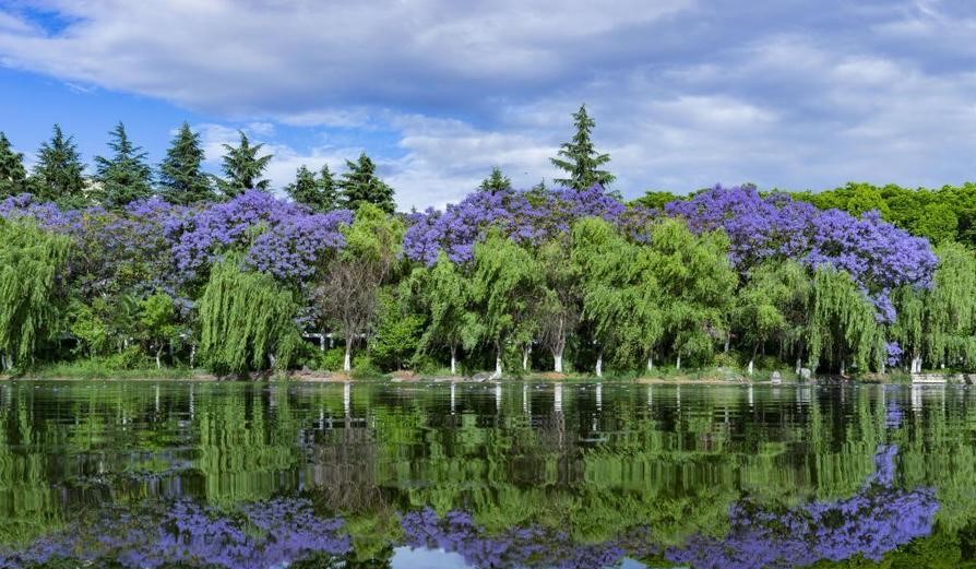 昆明蓝花楹最佳观赏期,颜值爆表昆明十大蓝花楹打卡指南
