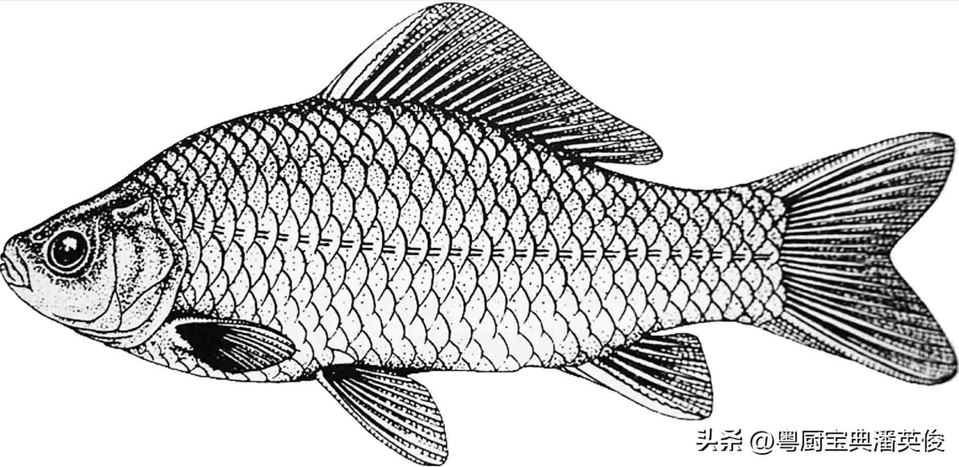 鲫鱼品种大全及喜欢吃什么,鲤鱼鲫鱼淡水鱼品种