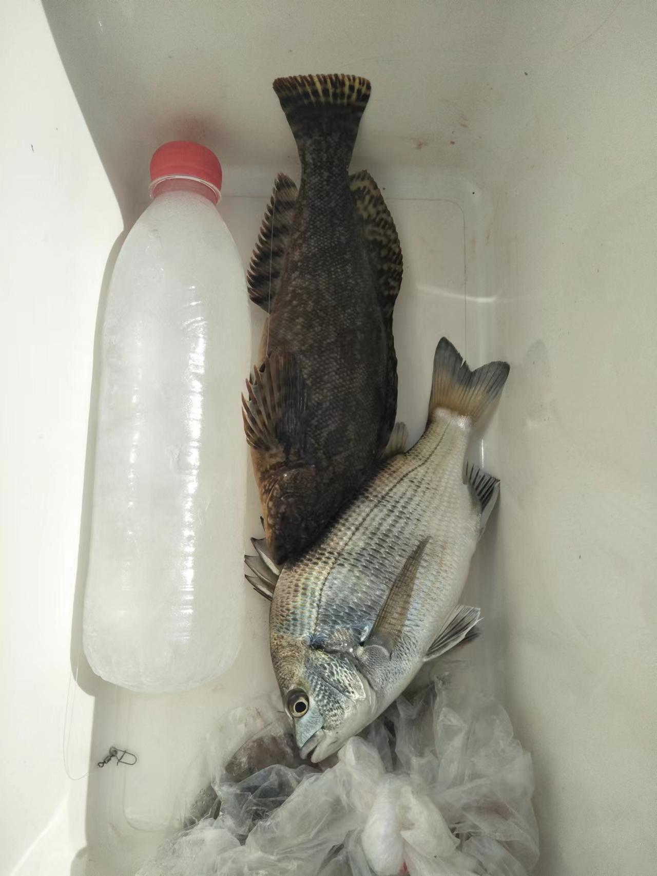 哪种海鱼适合钓淡水鱼,六大淡水鱼的钓法指南