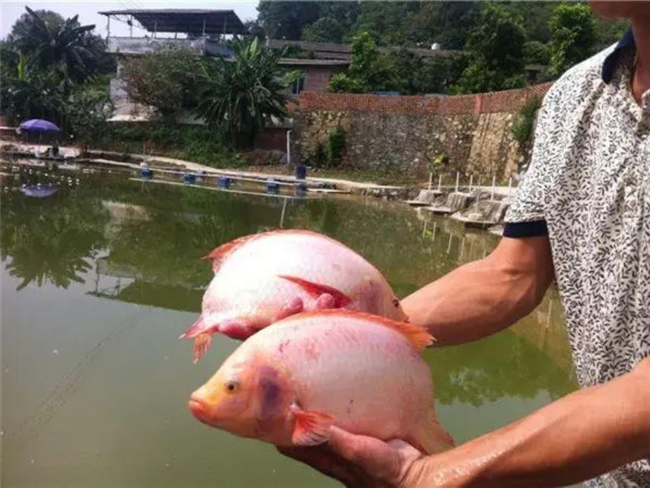 臭水沟中的罗非鱼为啥不能吃,臭水沟里的罗非鱼可以养可以吃吗