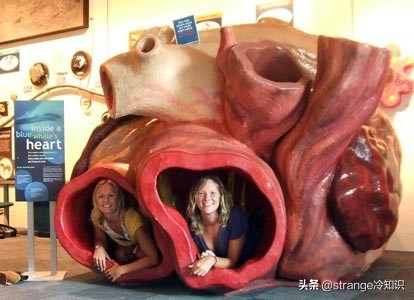 有关于鲸鱼的冷知识,关于鲸鱼的十个小知识