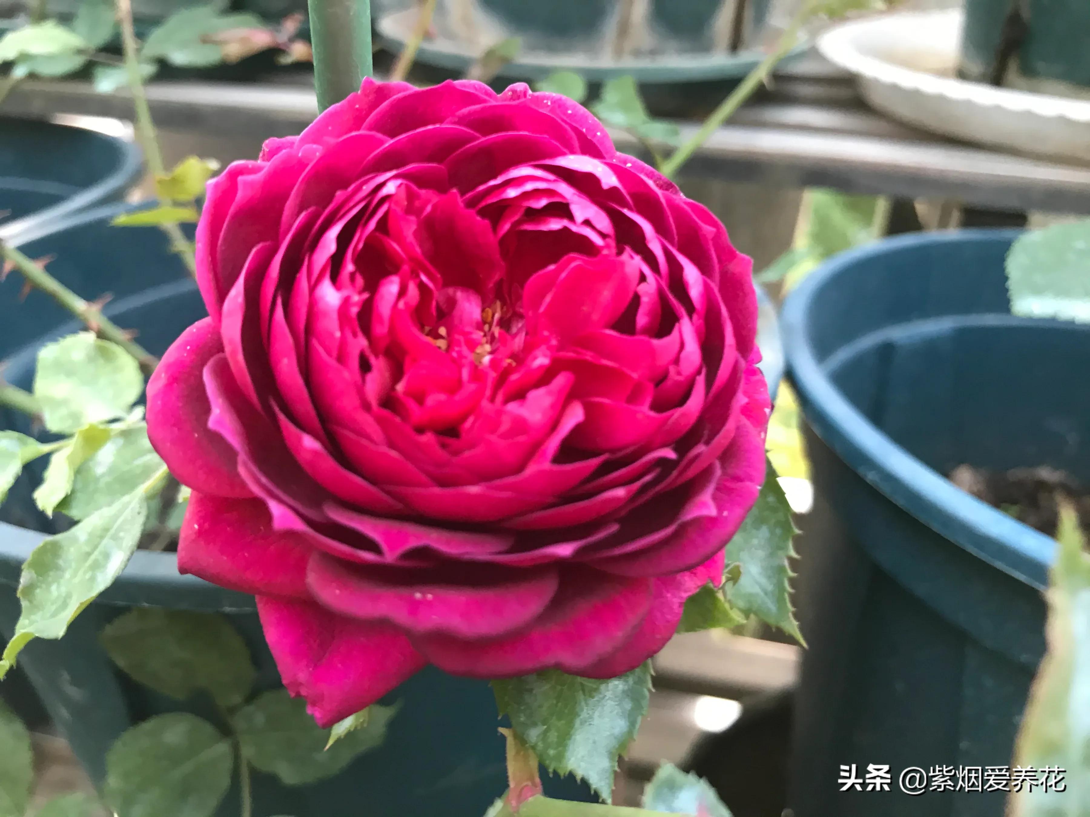 哪些月季仙气十足,又美又香的月季品种