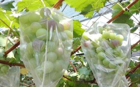 葡萄套袋做法,葡萄套袋价格