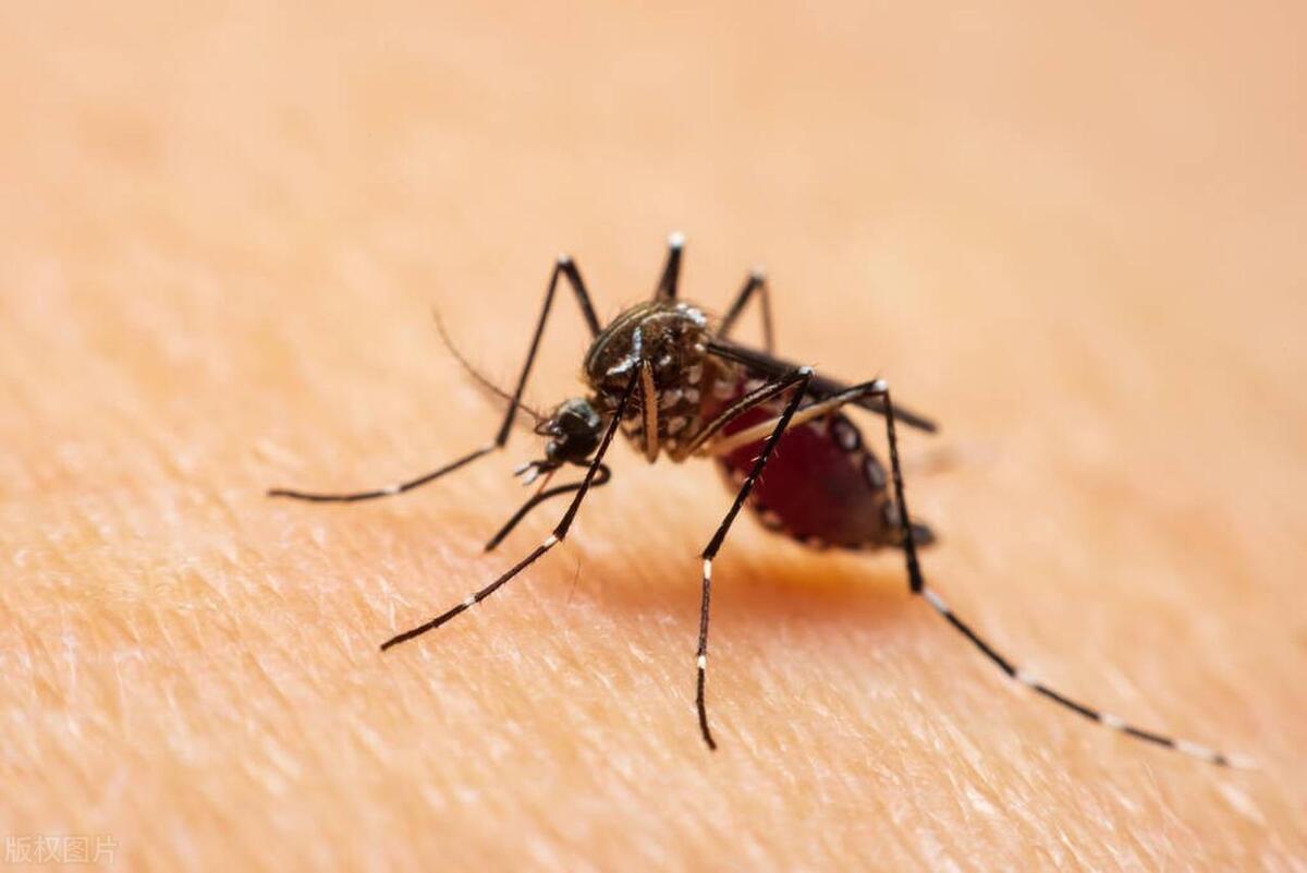 怎么快速找到屋里的蚊子,怎么快速找到家里的蚊子