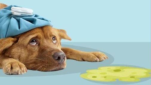 狗狗出现这7个征兆,狗狗救命的七大征兆