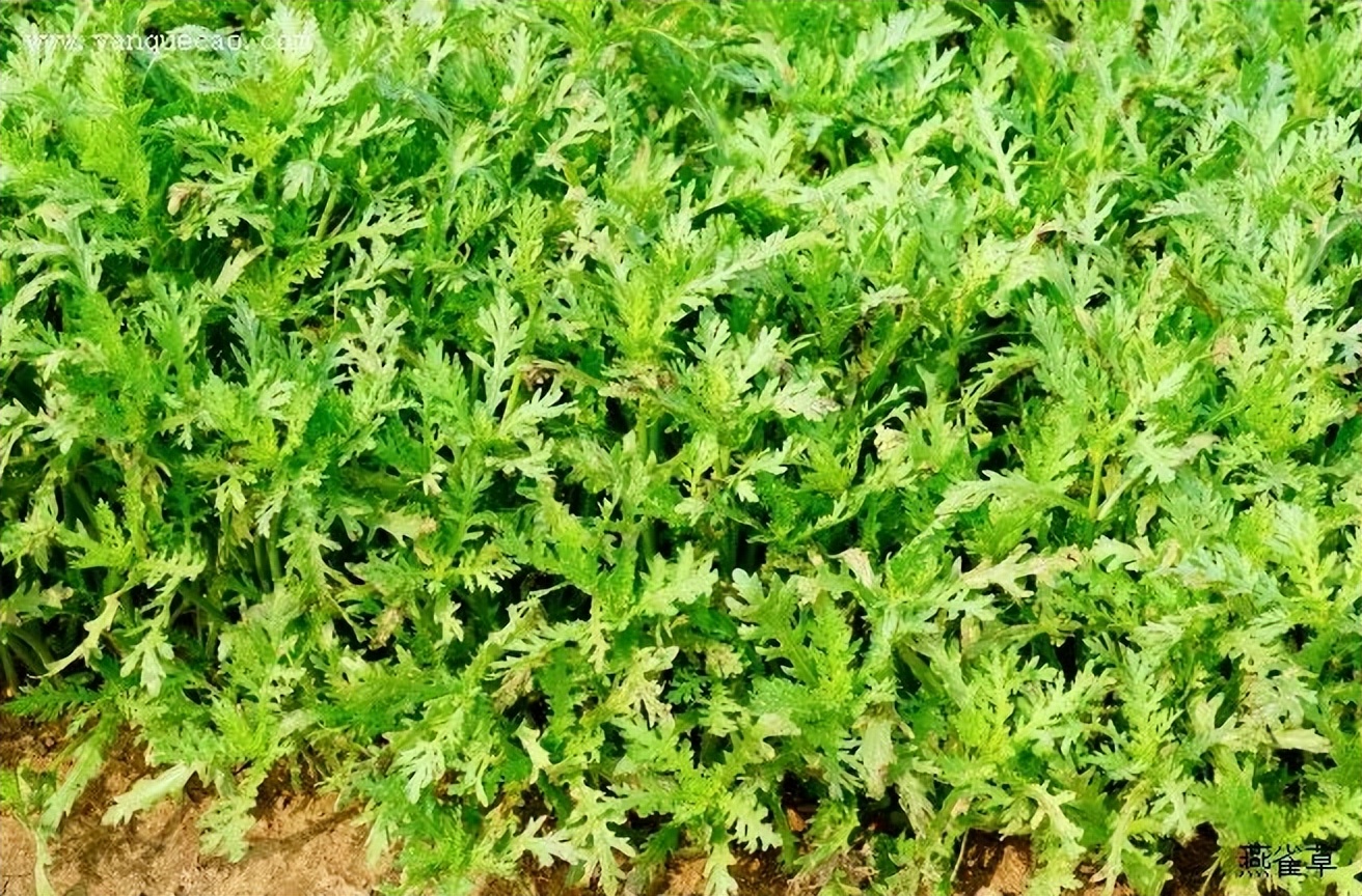 浙江人常吃的蔬菜有哪些,幼儿园常吃的蔬菜有哪些