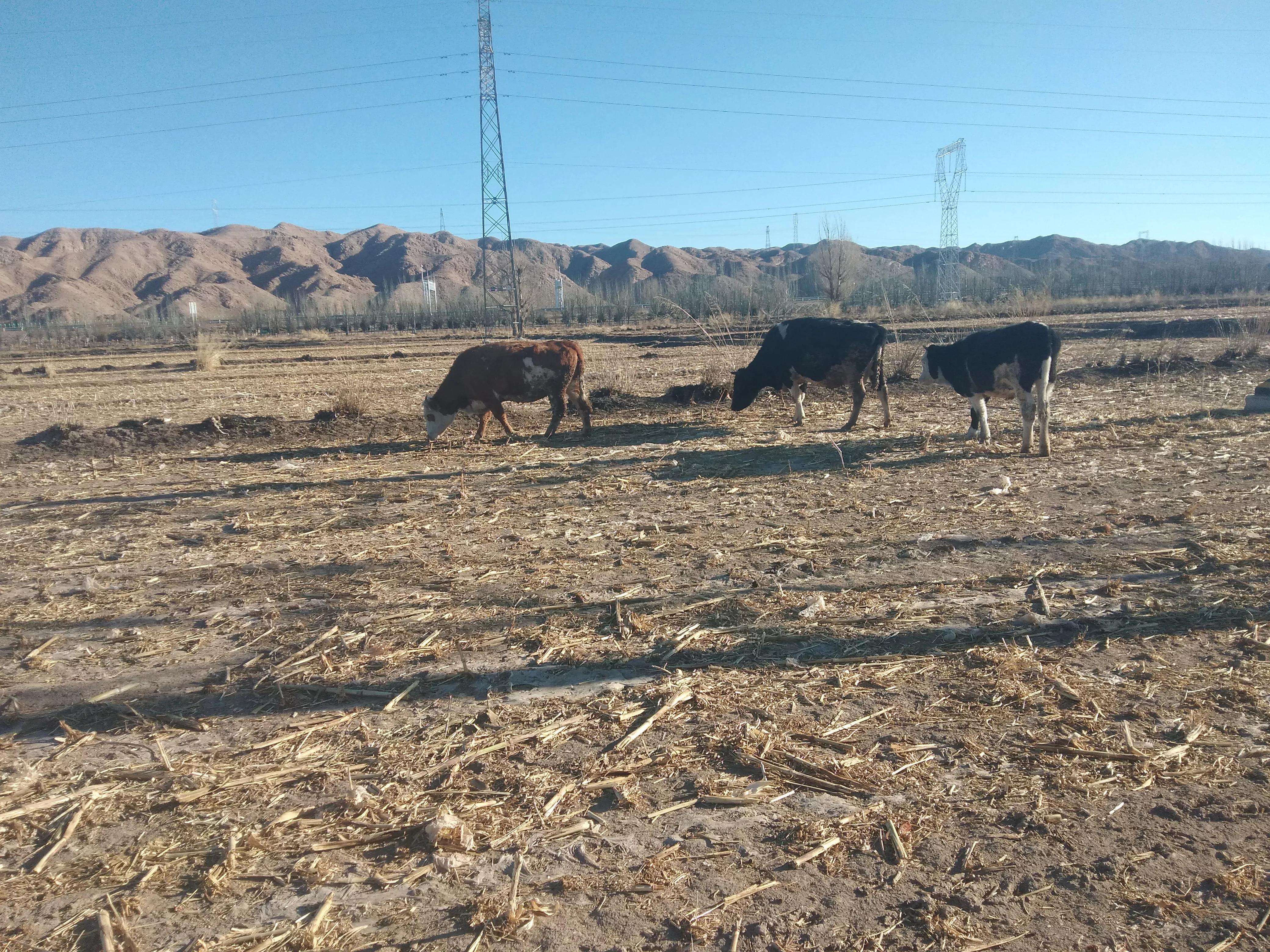 养牛的知识与技术,养牛知识与技术介绍