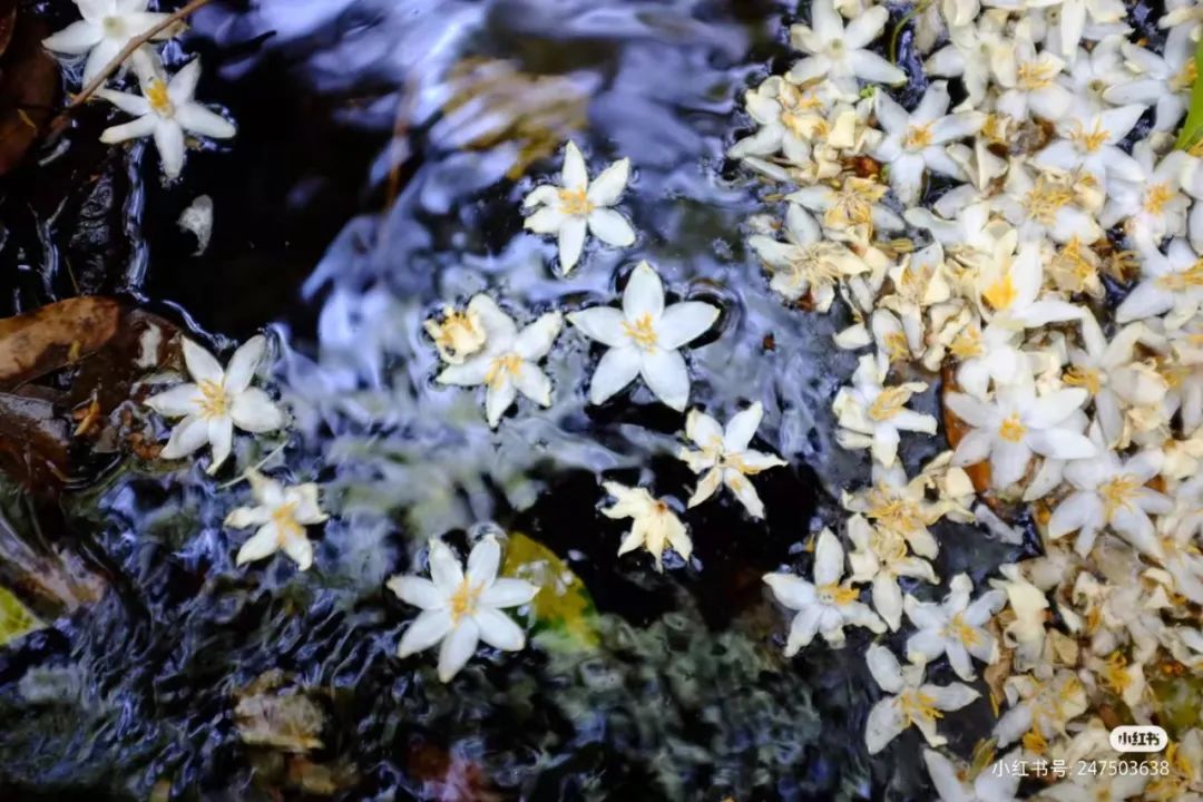 昆明周边世外桃源,最近昆明周边游玩景点推荐一日游