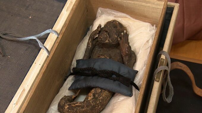 日本学者研究300岁木乃伊美人鱼,按照进化论美人鱼可能存在吗