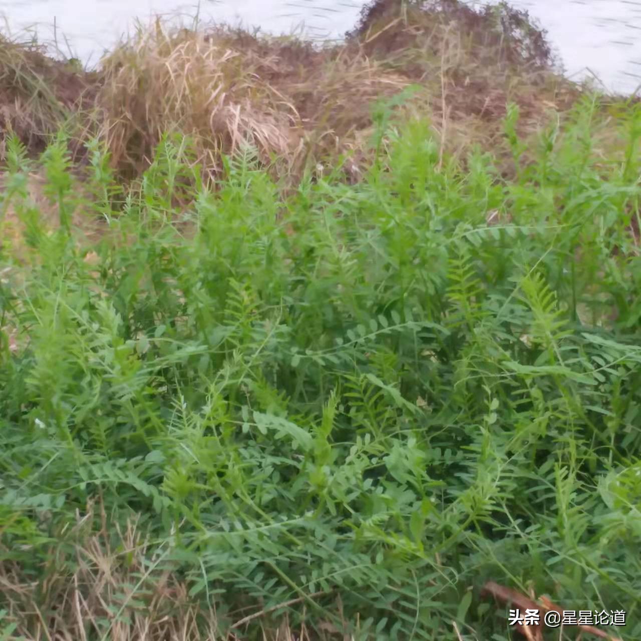 春尝野味菜当先*星星论道