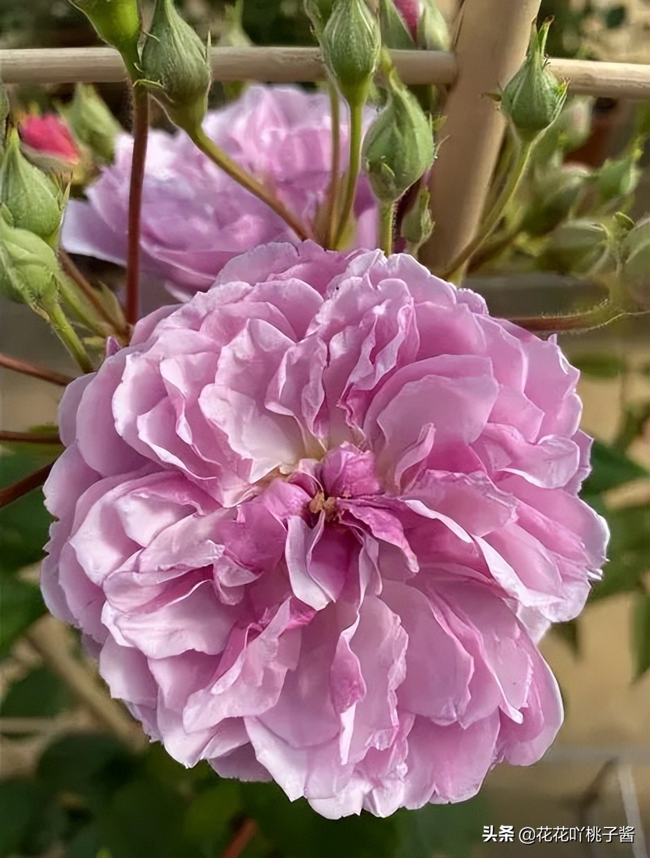 2019月季新品种金奖,超新品月季有哪些品种