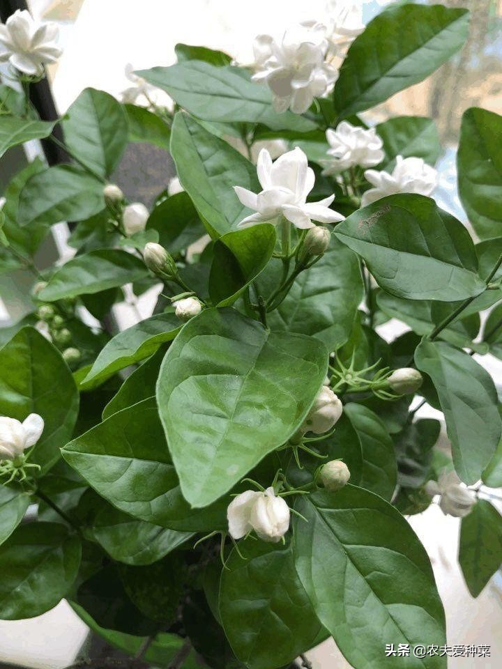 喜阴耐旱适合室内养的50种花,被公认阳台冬天最好养的10种花