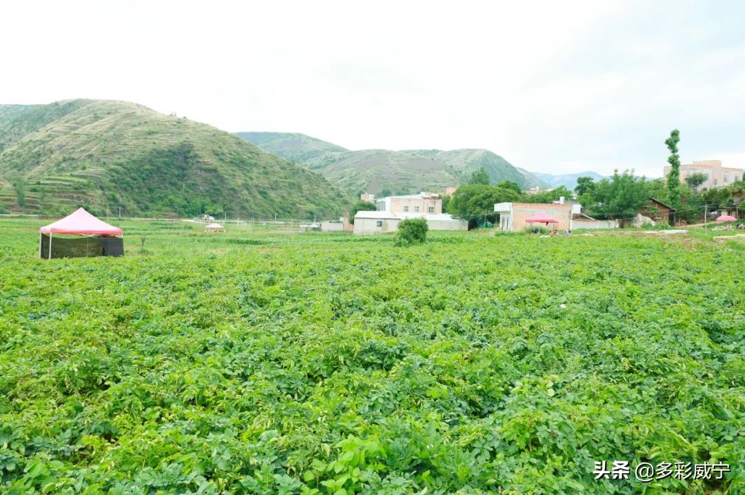 黑水镇万亩马铃薯迎来丰收季,建平镇5000亩马铃薯喜获丰收