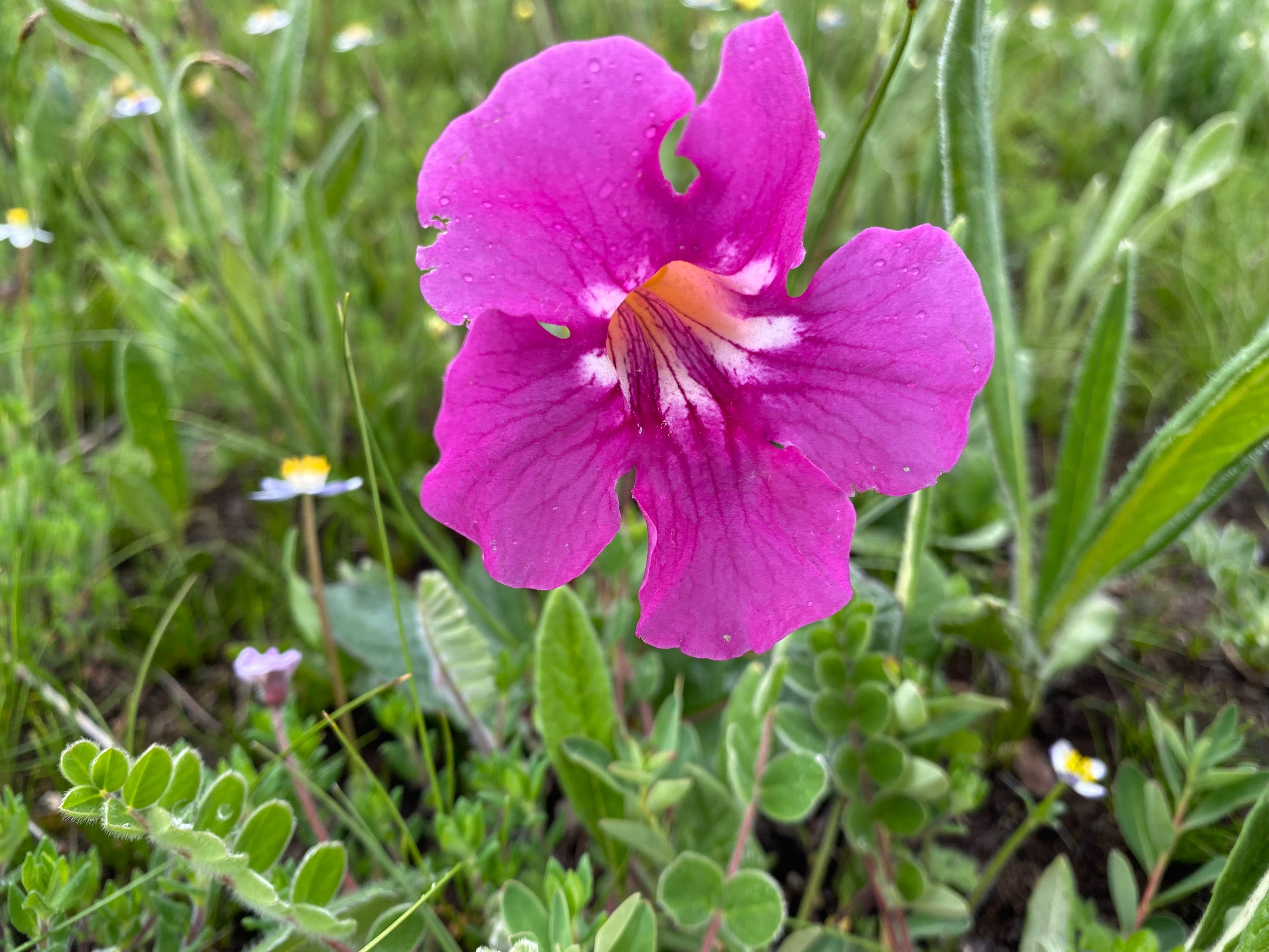 理塘格聂神山怎么走,理塘格聂神山故事