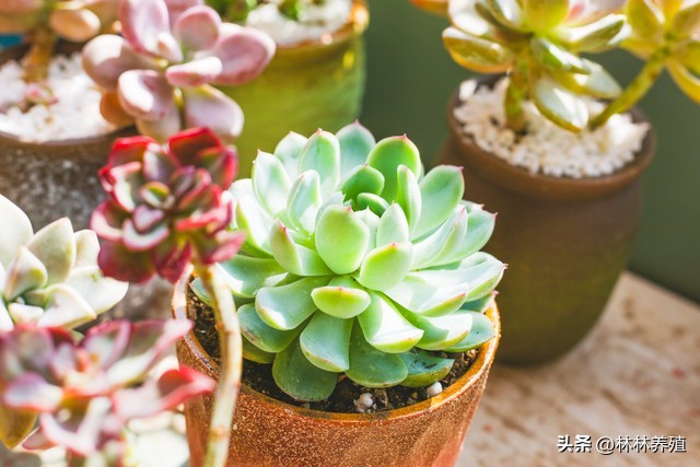 多肉植物发芽后怎么办,多肉植物发芽