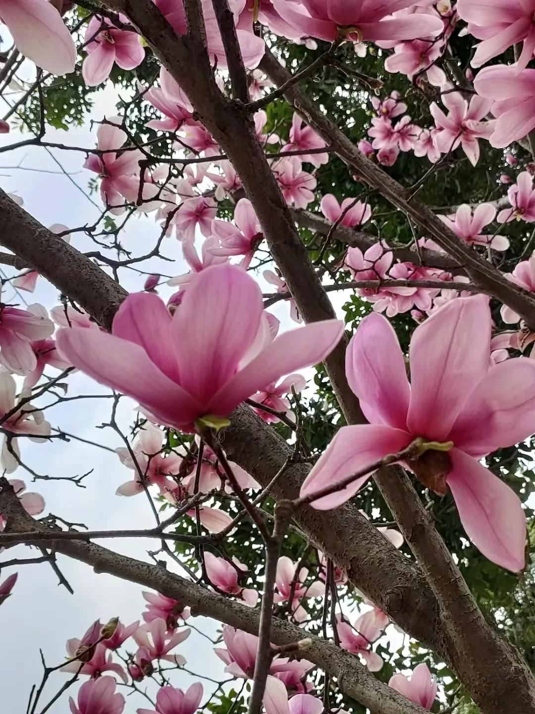 一花一世界一叶一菩提本来无一物,一花一世界一叶一菩提