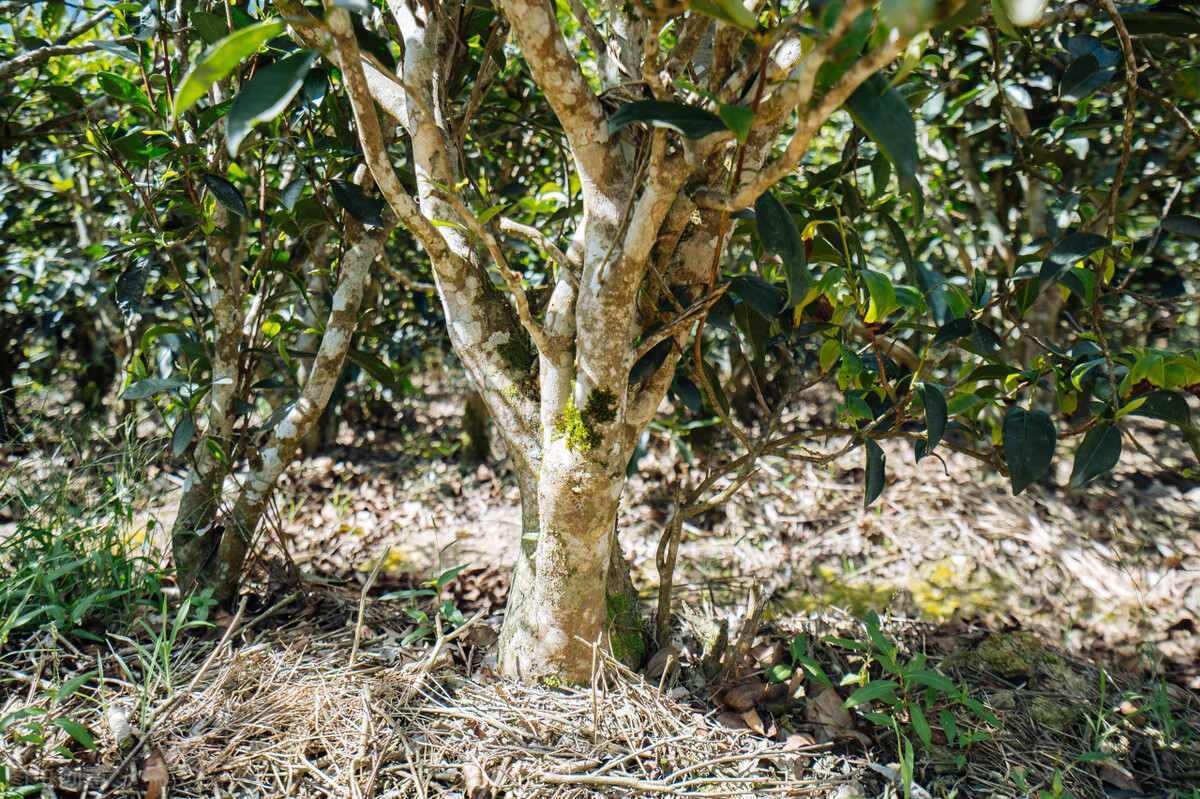 什么是凤凰单丛茶,什么是凤凰单丛茶头