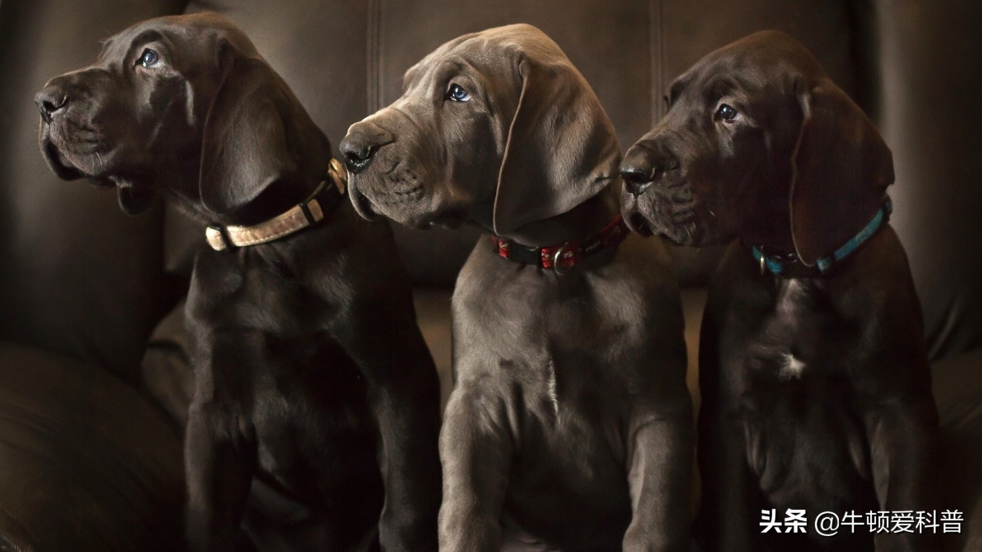 世界十大猛犬藏獒排第二名,世界排名前十的藏獒猛犬