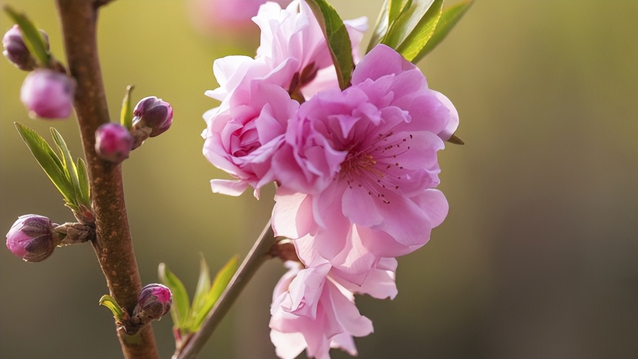 关于春天桃花的诗,一年四季桃花的诗句