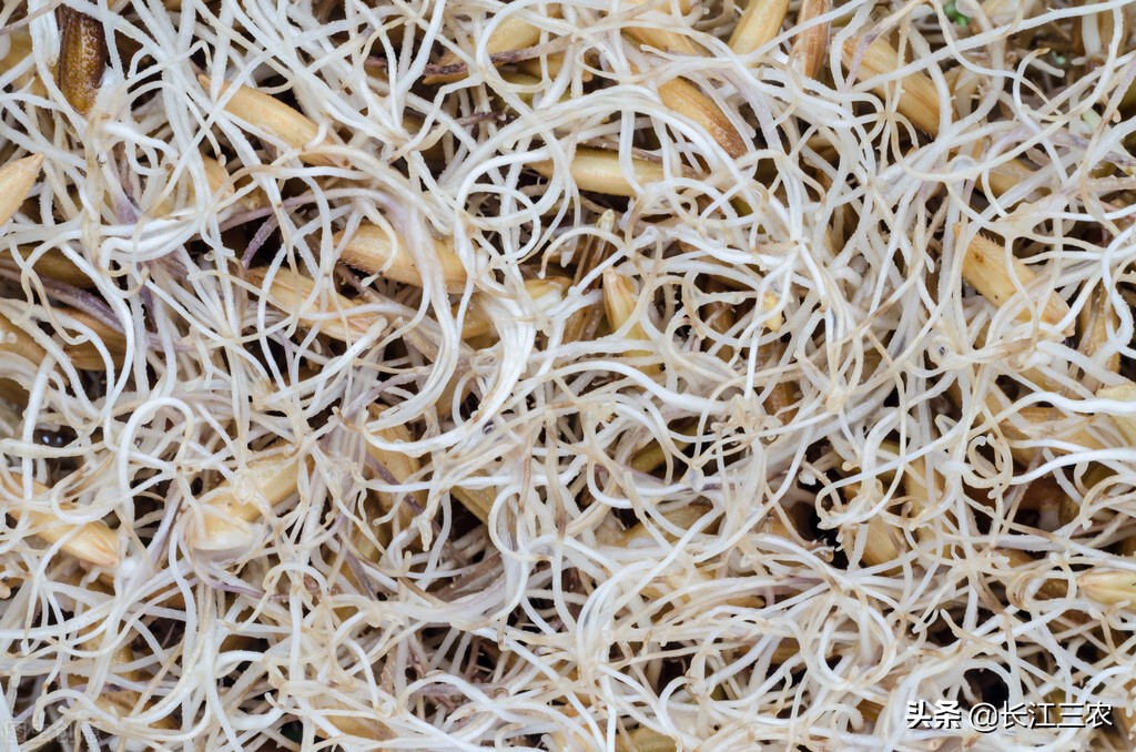 买农资需要警惕什么,农民买到假种子被坑怎么办