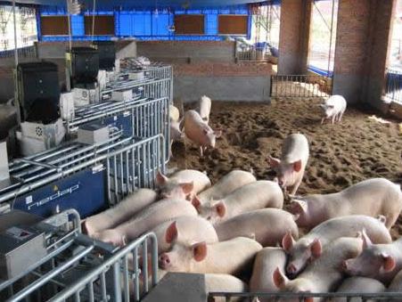 如何提高母猪的受孕率方案,猪用人工授精能提高受胎率吗