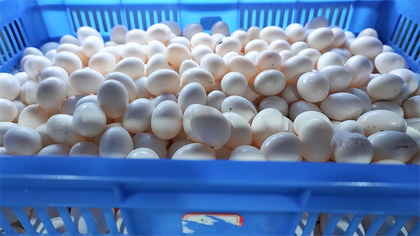 小鸽子大产业致富路,小鸽子铺就致富路