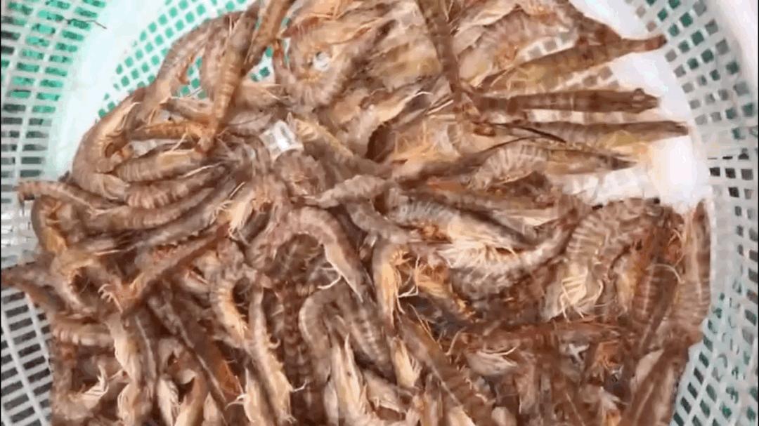 现在基围虾为什么冬天这么便宜,大连基围虾和四川的不一样