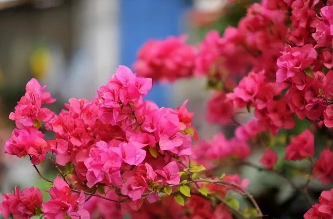 院子种2棵巴西进口花，花开似海，风景独特，美不胜收