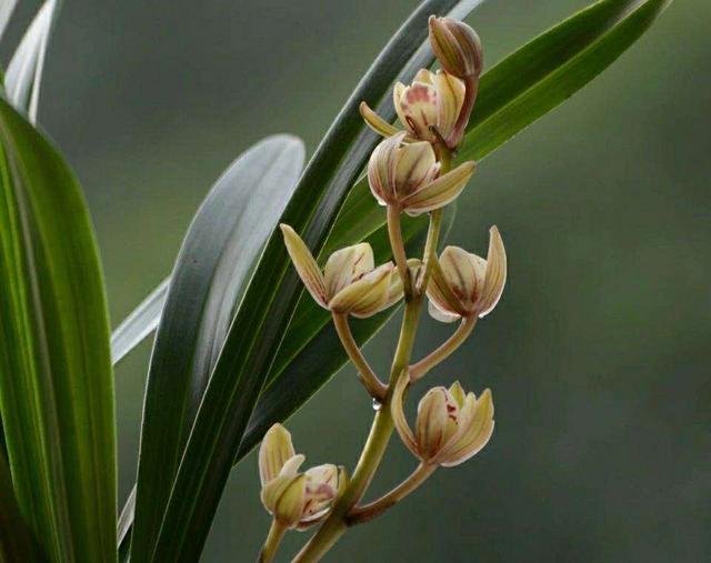 建兰君子兰品种图片大全,建兰素色兰花品种大全集