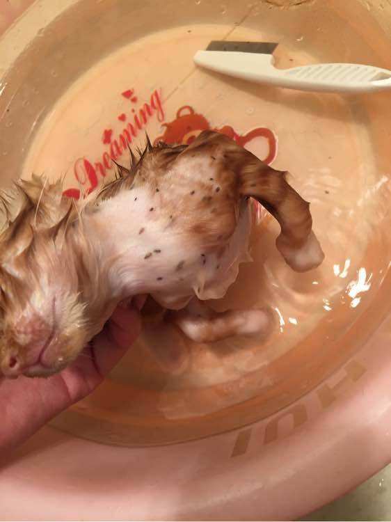 跳蚤特别多彻底根除跳蚤的办法,家里的跳蚤怎么根除