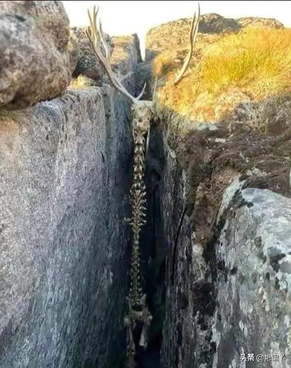 水蛭图像,15张活久见的动物图片