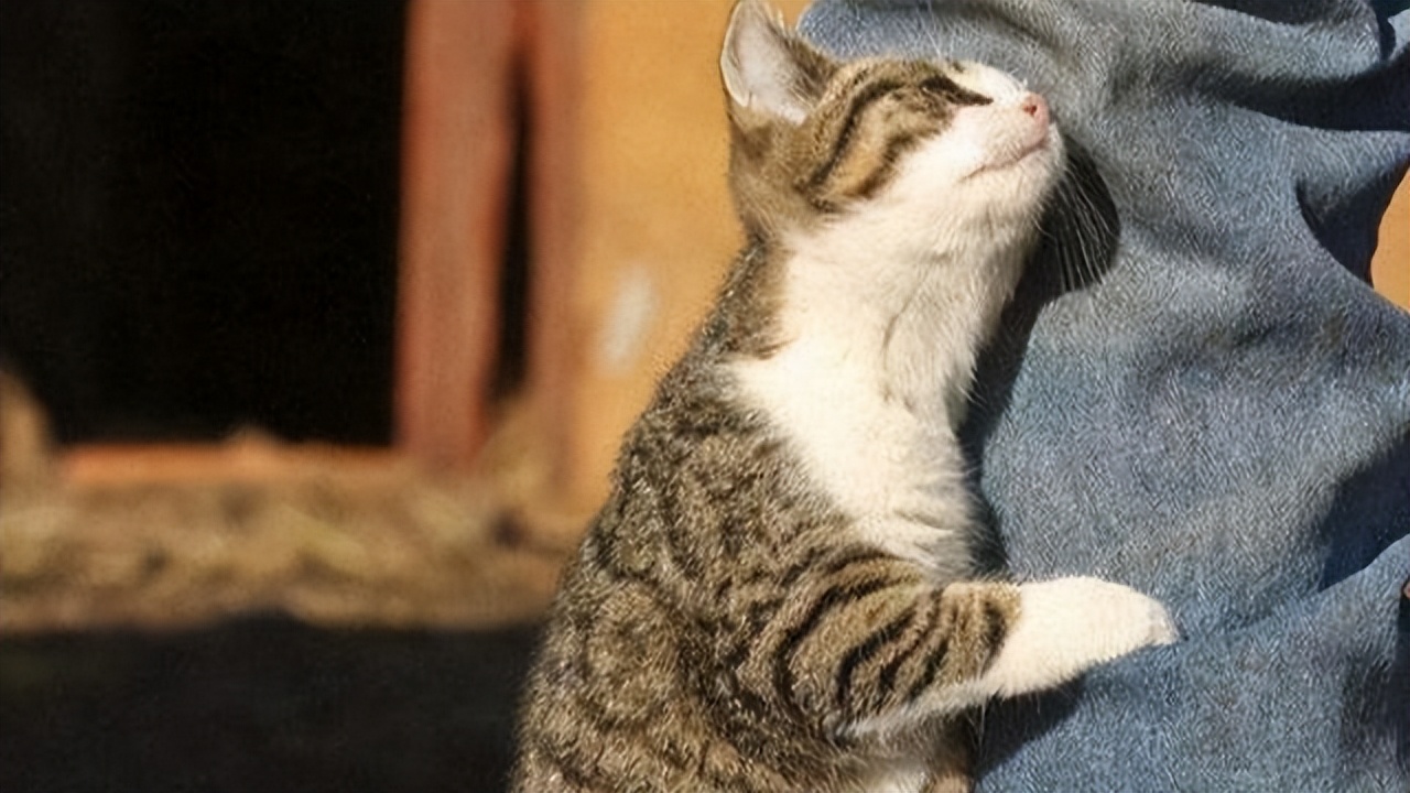 为何母猫在交配后，要转头攻击雄性？老虎舌头的倒刺又有什么用？