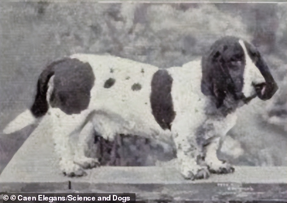 巴哥犬应该被开除犬籍？人类眼中的萌点，其实是它们的病痛