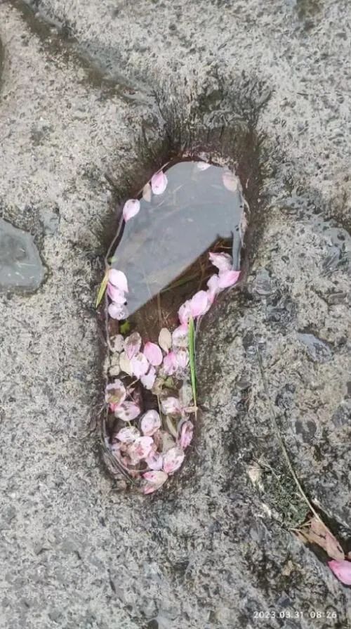 欲栽桂花同载酒终不似少年游图片,那些让你笑出眼泪的搞笑图片