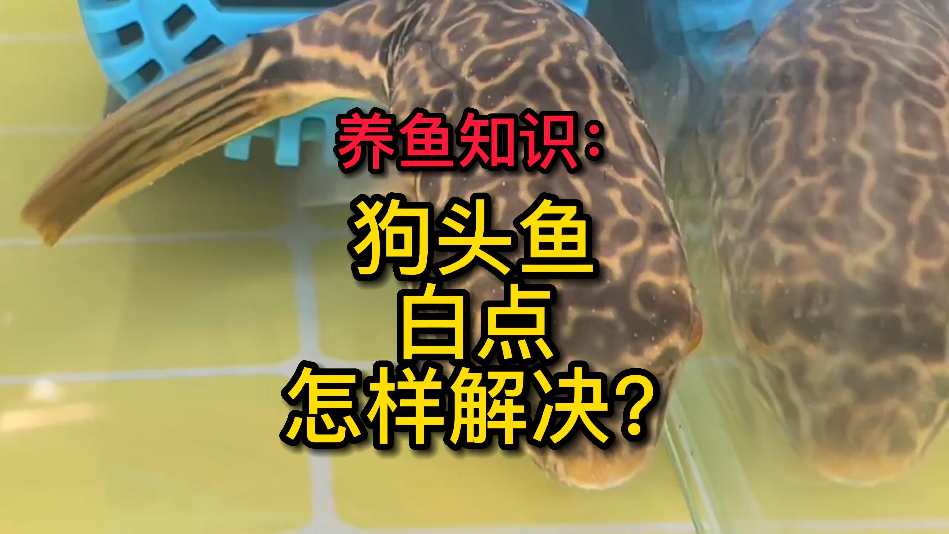 狗头鱼白点下什么药,狗头鱼起白点怎么办
