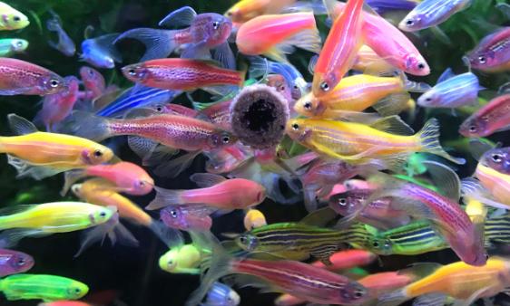 原生的斑马鱼会长蝶翼吗,原生斑马鱼会跳吗