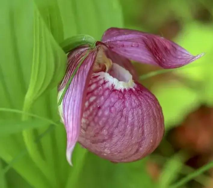 十种最漂亮最好养的花,十种最漂亮的瀑布花