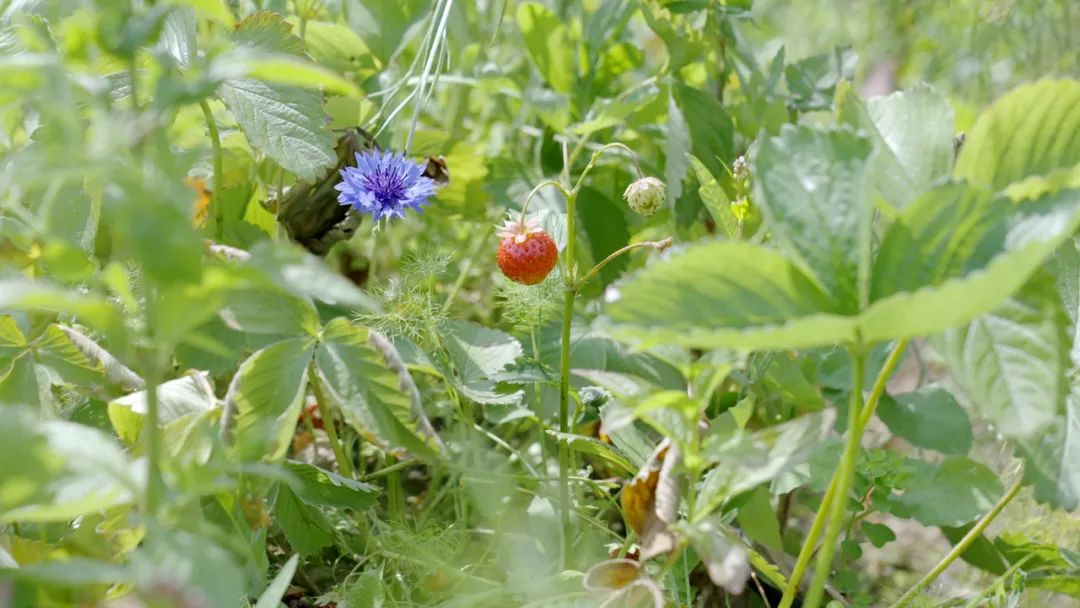 丹麦人生活方式和普通工人工资,丹麦人的生活方式视频